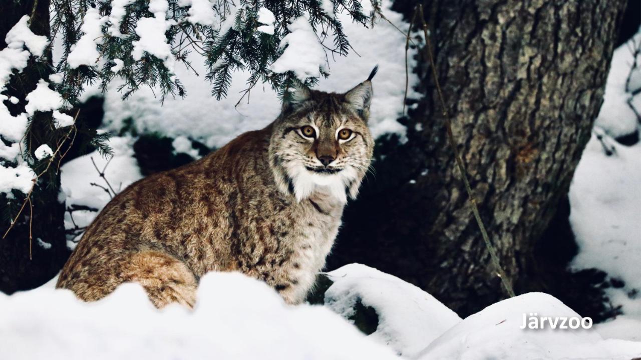 Nyrenoverat Boende I Vackra Järvsö Екстериор снимка